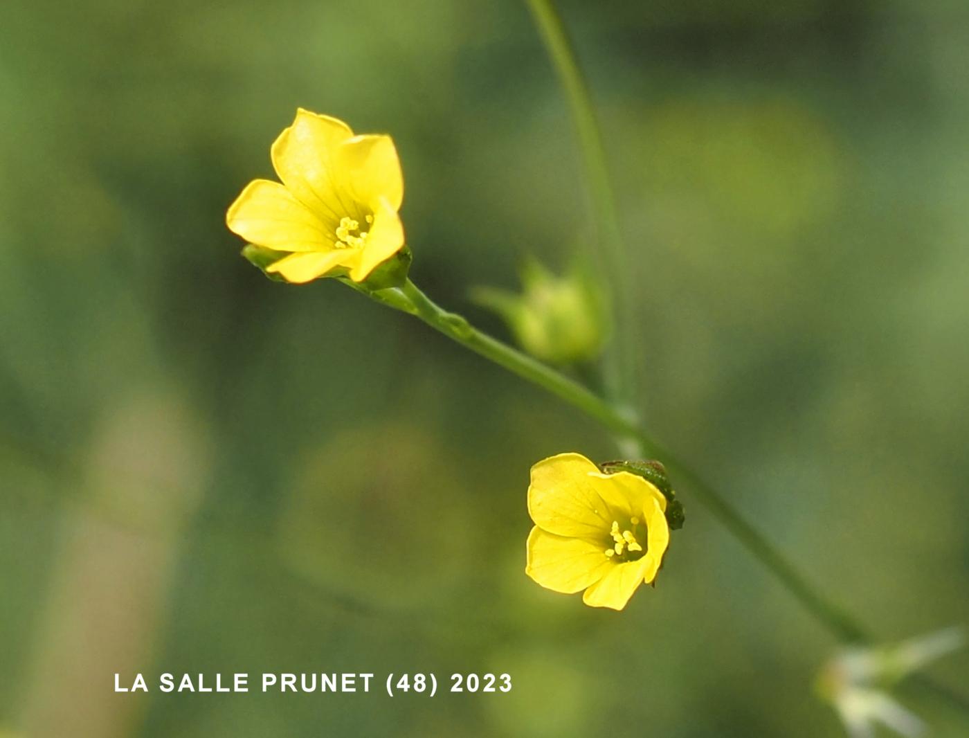 Flax, [Three-styled] flower